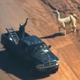Illustration for article titled Loose Llama Lassoed From A Moving Pickup Truck, Already An Ad